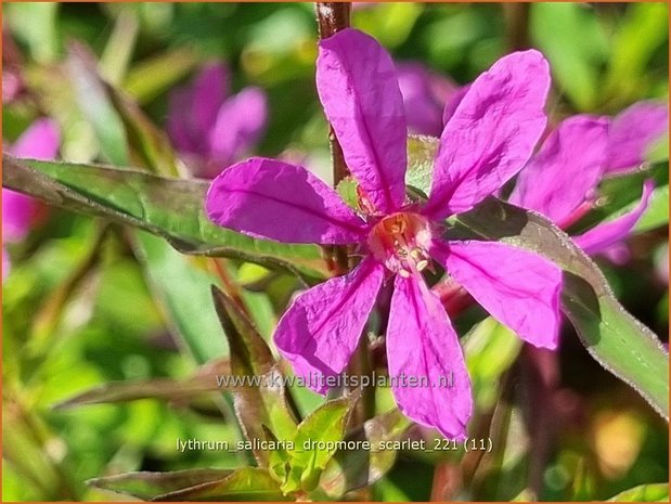 Lythrum salicaria &#39;Dropmore Scarlet&#39; | Grote kattenstaart, Kattenstaart | Blutweiderich