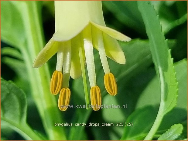 Phygelius &#39;Candy Drops Cream&#39; | Kaapse fuchsia | Kapfuchsie