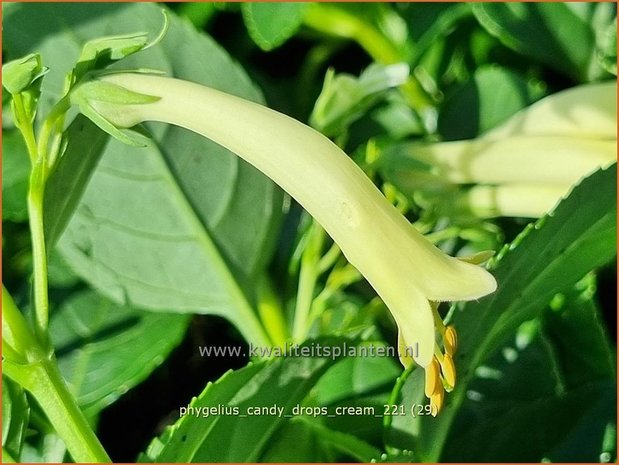 Phygelius &#39;Candy Drops Cream&#39; | Kaapse fuchsia | Kapfuchsie