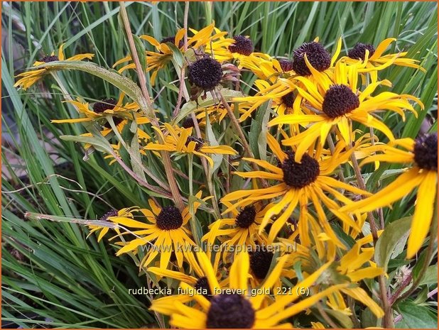 Rudbeckia fulgida 'Forever Gold' | Zonnehoed | Gewöhnlicher Sonnenhut | Black Eyed Susan