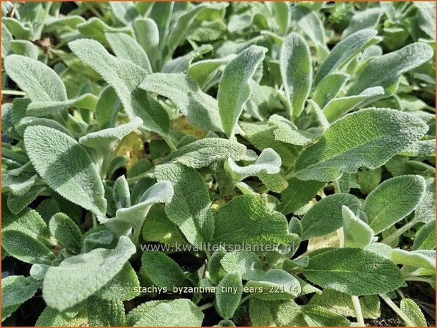 Stachys byzantina &#39;Tiny Ears&#39; | Ezelsoor, Berenoor, Andoorn | Wollziest