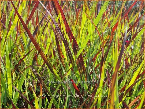 Panicum virgatum 'Oxblood Autumn' | Vingergras, Parelgierst | Rutenhirse