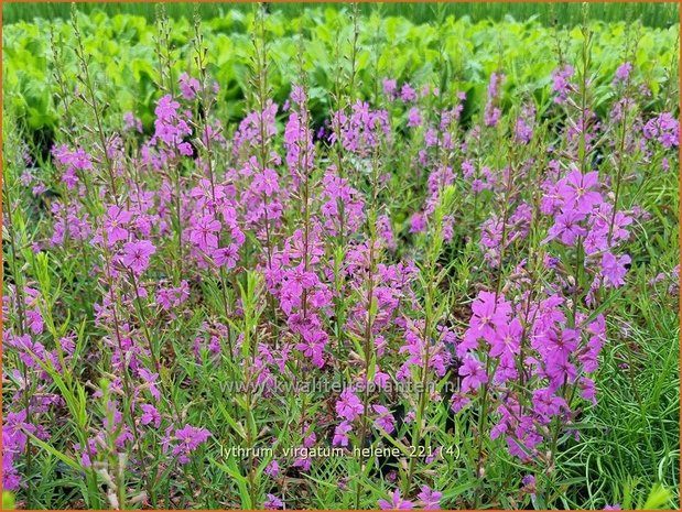 Lythrum virgatum 'Helène' | Fijne kattenstaart, Kattenstaart | Ruten-Weiderich