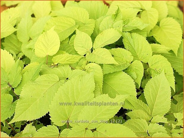 Aralia cordata 'Sun King' | Vasteplant duivelswandelstok