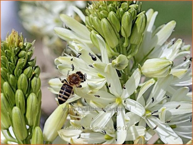 Camassia leichtlinii 'Alba' | Prairielelie