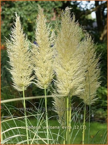 Cortaderia selloana 'Evita' | Pampasgras