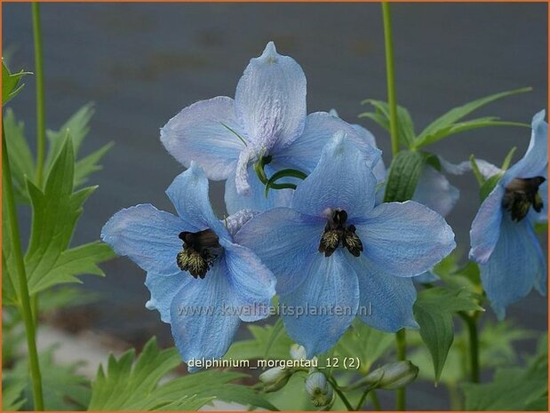 Delphinium 'Morgentau' | Ridderspoor