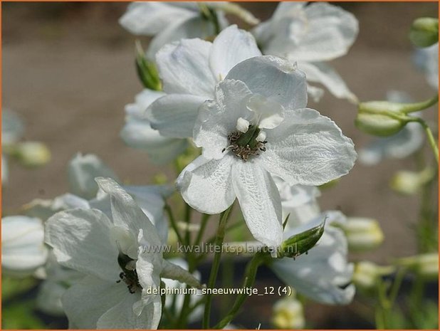 Delphinium 'Sneeuwwitje' | Ridderspoor