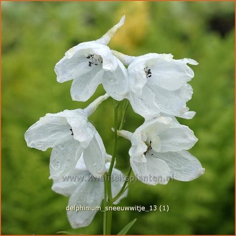 Delphinium 'Sneeuwwitje' | Ridderspoor