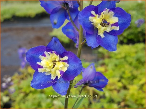 Delphinium 'Yellow Pearl' | Ridderspoor | Rittersporn