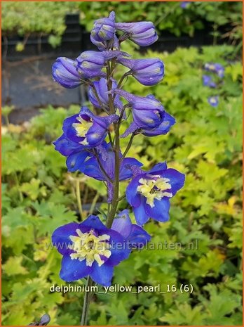 Delphinium 'Yellow Pearl' | Ridderspoor | Rittersporn