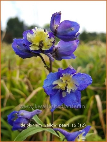 Delphinium 'Yellow Pearl' | Ridderspoor | Rittersporn