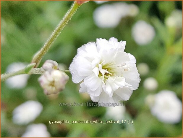 Gypsophila paniculata 'Festival White Flare' | Pluimgipskruid, Gipskruid | Rispiges Schleierkraut