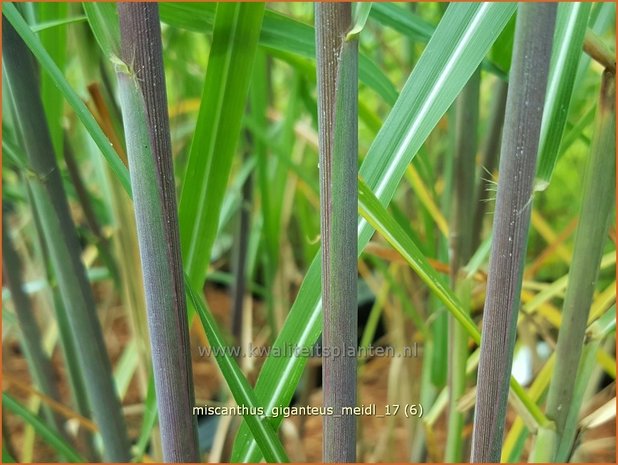 Miscanthus giganteus 'Meidl' | Olifantsgras, Chinees riet, Zebragras | Riesen-Chinaschilf