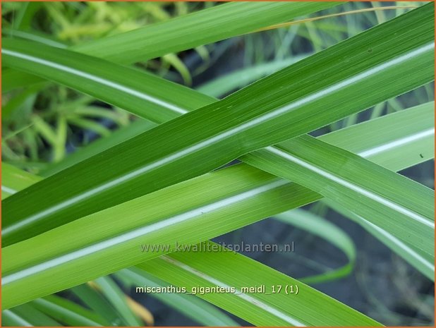 Miscanthus giganteus 'Meidl' | Olifantsgras, Chinees riet, Zebragras | Riesen-Chinaschilf