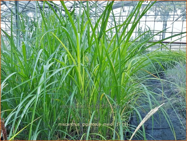 Miscanthus giganteus 'Meidl' | Olifantsgras, Chinees riet, Zebragras | Riesen-Chinaschilf