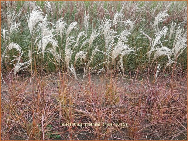 Miscanthus sinensis 'China' | Prachtriet, Chinees riet, Japans sierriet, Sierriet | Chinaschilf