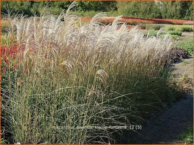 Miscanthus sinensis 'Kleine Fontaene' | Prachtriet, Japans sierriet, Chinees riet