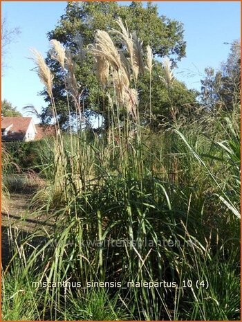 Miscanthus sinensis 'Malepartus' | Prachtriet, Japans sierriet, Chinees riet