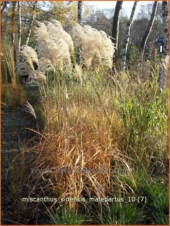 Miscanthus sinensis 'Malepartus' | Prachtriet, Japans sierriet, Chinees riet