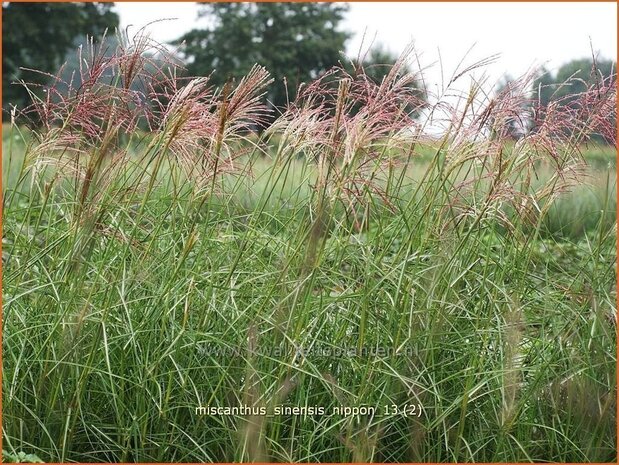 Miscanthus sinensis 'Nippon' | Prachtriet, Japans sierriet, Chinees riet