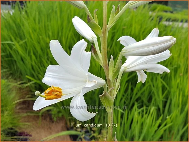 Lilium candidum | Madonnalelie, Witte lelie, Lelie | Madonnen-Lilie