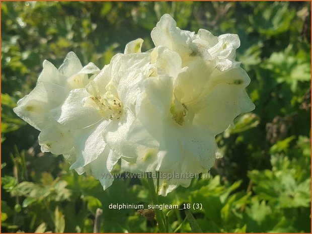 Delphinium 'Sungleam' | Ridderspoor | Rittersporn