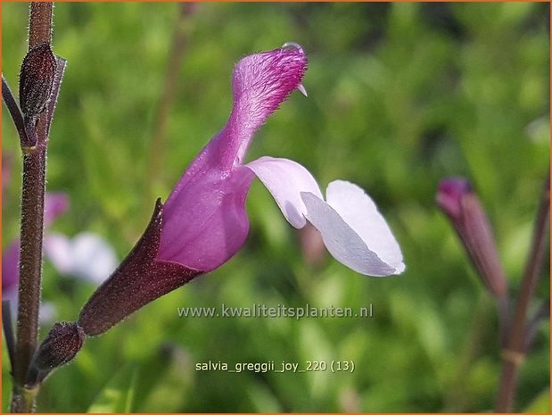 Salvia greggii 'Joy' | Herfstsalie, Salie, Salvia | Herbst-Strauch-Salbei