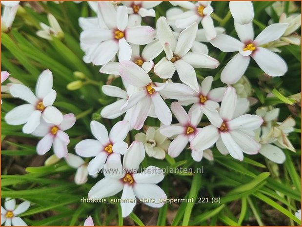 Rhodoxis 'Summer Stars Peppermint' | Rapsterretje, Sterretjesgras | Grasstern