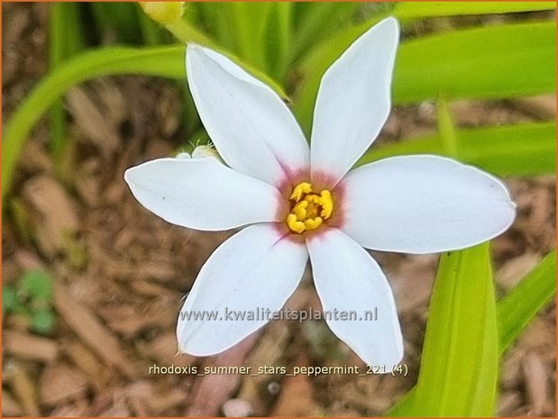 Rhodoxis 'Summer Stars Peppermint' | Rapsterretje, Sterretjesgras | Grasstern