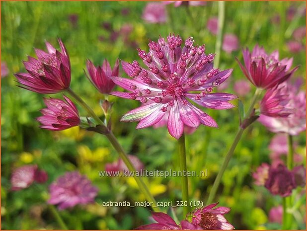 Astrantia major 'Capri' | Zeeuws knoopje, Groot sterrenscherm | Große Sterndolde