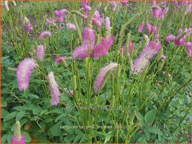 Sanguisorba 'Pink Brushes' | Japanse pimpernel, Pimpernel, Sorbenkruid | Japanischer Wiesenknopf