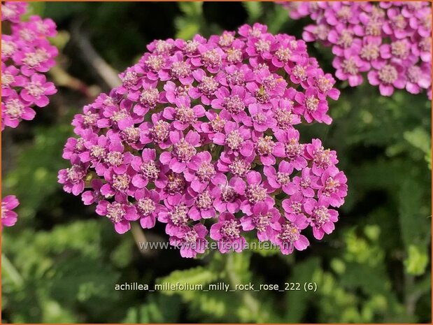 Achillea millefolium 'Milly Rock Rose' | Duizendblad | Gewöhnliche Schafgarbe | California yarrow