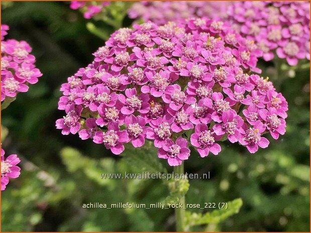 Achillea millefolium 'Milly Rock Rose' | Duizendblad | Gewöhnliche Schafgarbe | California yarrow