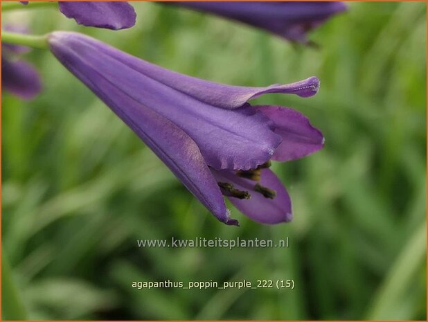 Agapanthus 'Poppin Purple' | Afrikaanse lelie, Kaapse lelie, Liefdesbloem | Schmucklilie | African Lily