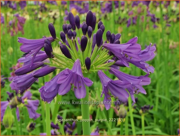 Agapanthus 'Poppin Purple' | Afrikaanse lelie, Kaapse lelie, Liefdesbloem | Schmucklilie | African Lily