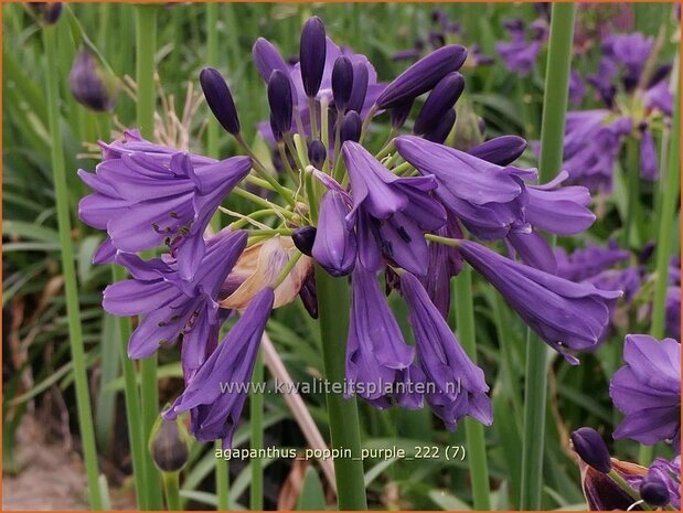 Agapanthus 'Poppin Purple' | Afrikaanse lelie, Kaapse lelie, Liefdesbloem | Schmucklilie | African Lily