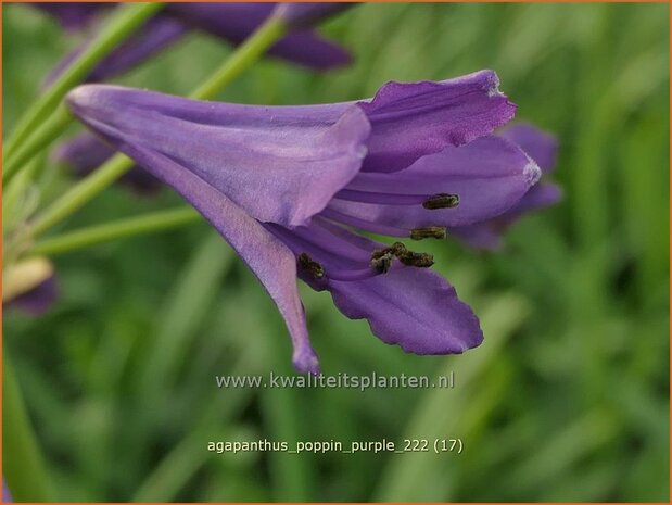 Agapanthus 'Poppin Purple' | Afrikaanse lelie, Kaapse lelie, Liefdesbloem | Schmucklilie | African Lily