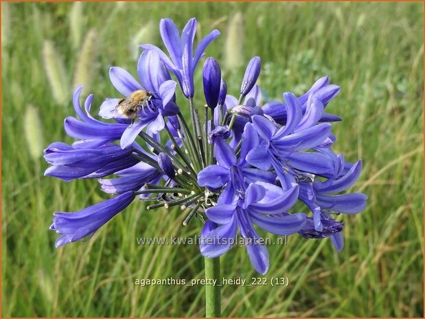 Agapanthus 'Pretty Heidy' | Afrikaanse lelie, Kaapse lelie, Liefdesbloem | Schmucklilie | African Lily