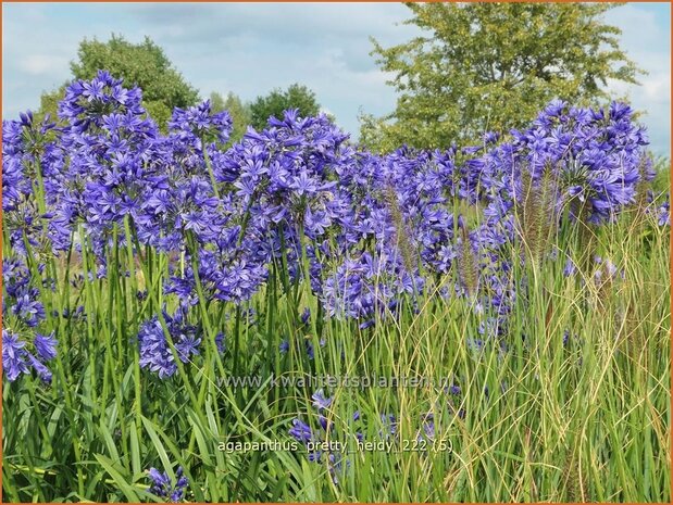 Agapanthus 'Pretty Heidy' | Afrikaanse lelie, Kaapse lelie, Liefdesbloem | Schmucklilie | African Lily