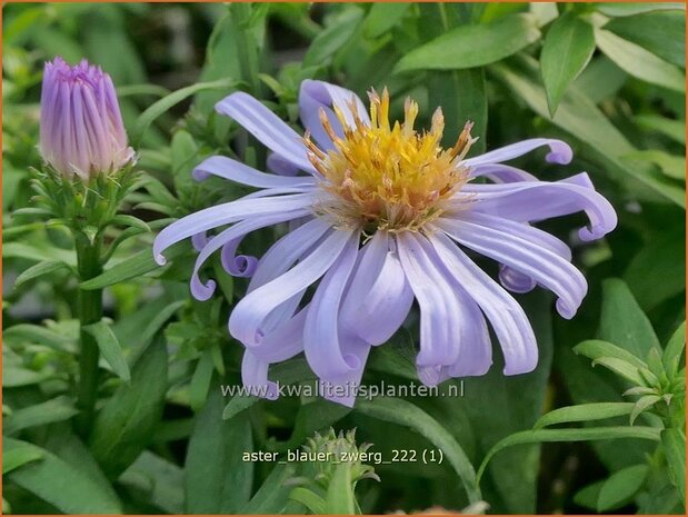 Aster 'Blauer Zwerg' | Aster | Aster | Aster