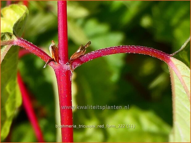 Boehmeria tricuspis 'Red Form' | Valse netel | Scheinbrennessel | False Nettle