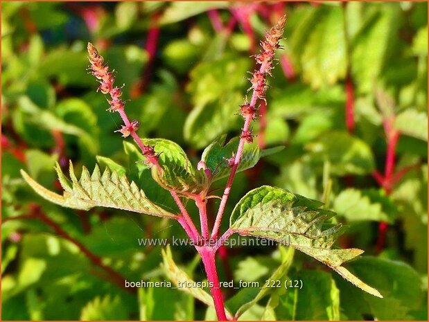 Boehmeria tricuspis 'Red Form' | Valse netel | Scheinbrennessel | False Nettle