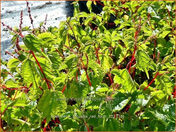 Boehmeria tricuspis 'Red Form' | Valse netel | Scheinbrennessel | False Nettle