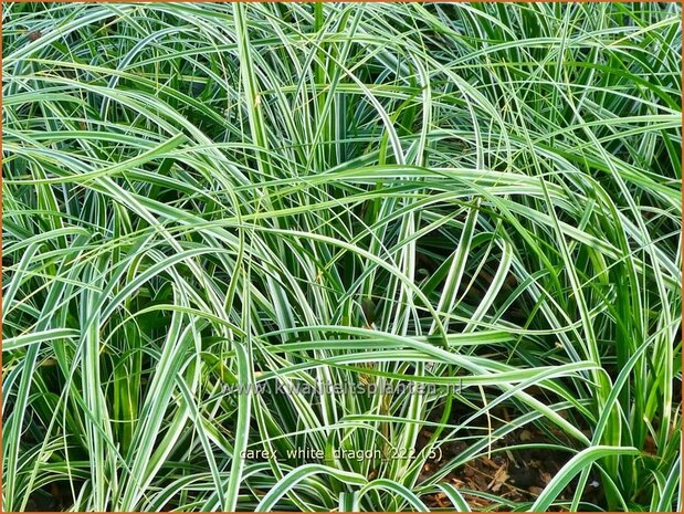 Carex 'White Dragon' | Zegge | Segge | Sedge