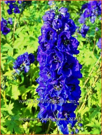 Delphinium 'Delphi's Jewel' | Ridderspoor | Rittersporn | Larkspur