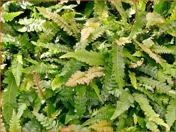 Doodia media | Raspvaren | Raspelfarn | Common Rasp Fern