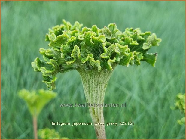 Farfugium japonicum 'Wavy Gravy' | Leopardplant | Japanischer Scheingoldkolben | Leopard Plant