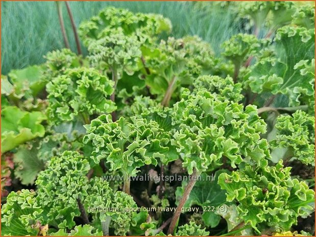 Farfugium japonicum 'Wavy Gravy' | Leopardplant | Japanischer Scheingoldkolben | Leopard Plant