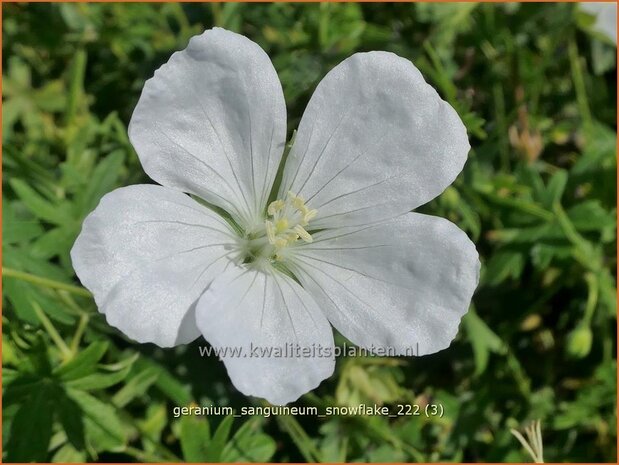 Geranium sanguineum 'Snowflake' | Bermooievaarsbek, Ooievaarsbek, Tuingeranium, Geranium | Blut-Storchschnabel | 